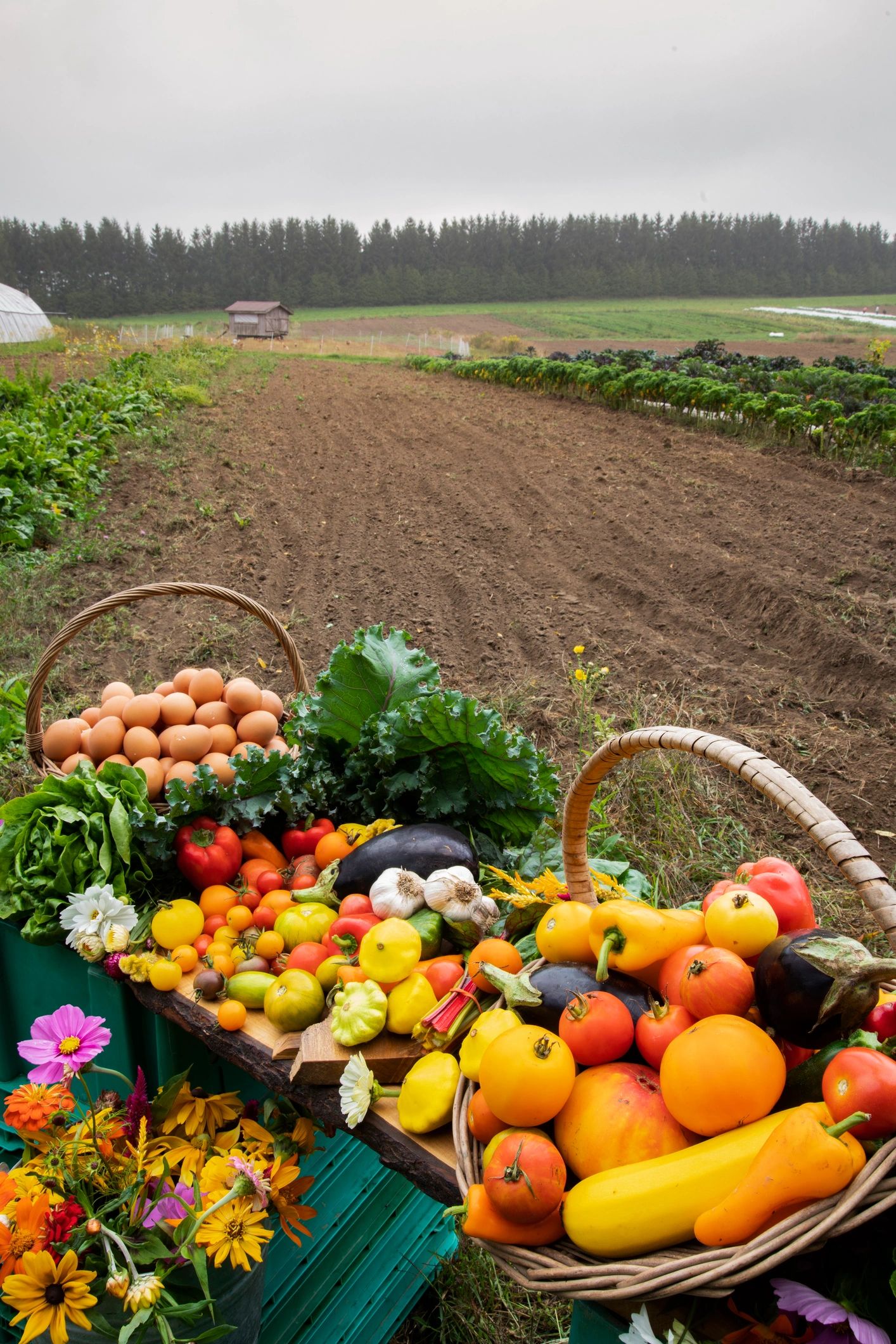 Farmers harvesting produce at sunrise