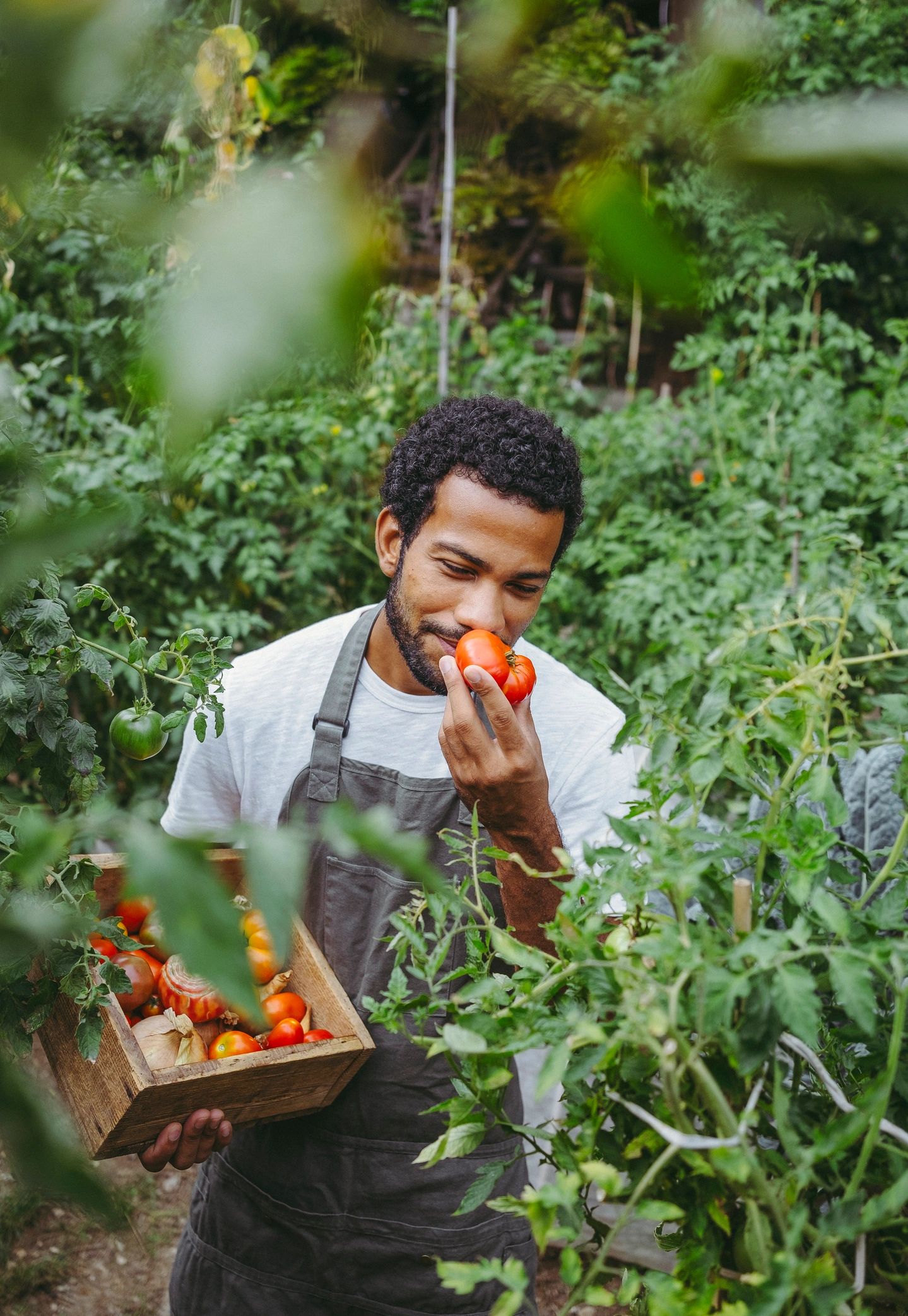 Sustainable farming rows of vegetables